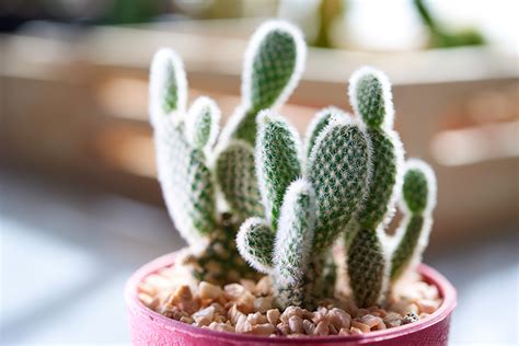 They are ideal to add a different touch to your garden or a space in your home, as these plants are great for both indoor if you already have one of these plants or if you are planning on buying, in this onehowto article we will go over how to care for a cactus plant. Cactus Care Tips PLUS Hottest Varieties - Salisbury Greenhouse