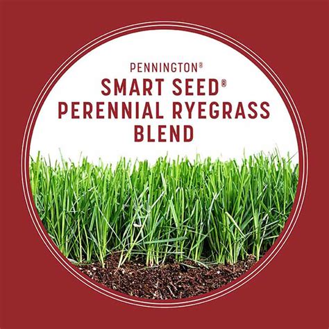 Smart Seed Perennial Ryegrass Grass Seed Pennington