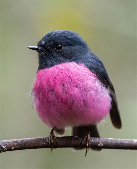 Pink Robin Male Pretty Birds Wild Birds Pet Birds