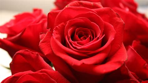 Red Rose 4k Wallpapers Top Free Red Rose 4k Backgrounds Wallpaperaccess