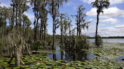 The Green Swamp Groveland Fl Official Website