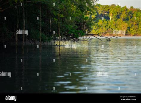 Giant Otters Fishing In The Cristalino River In The Mato Grosso State