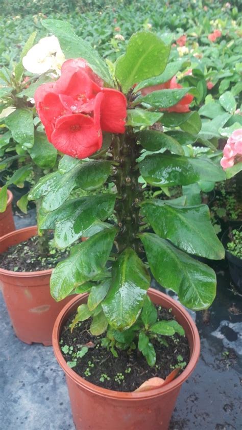 Mientras reciba buen sol y se le riegue de vez en cuando, esta crecerá como ves, cultivar y mantener una corona de cristo en casa es muy fácil. Planta Corona De Cristo (euphorbia Milii) - $ 25.000 en ...