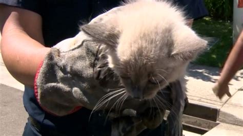 Firefighters Rescue Kitten From Storm Drain