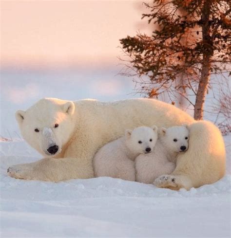 Look At These Cute Baby Polar Bears Aww