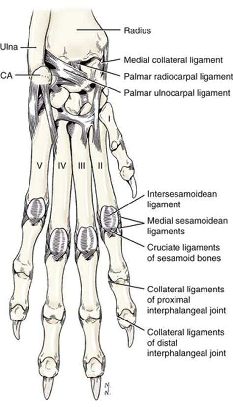 Metatarsals Bone Anatomy