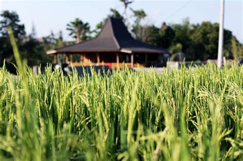 The Farm Hostel Balicanggu Avis Et Tarifs 2022