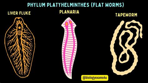 Phylum Platyhelminthes General Characters With Examplesflat Worms