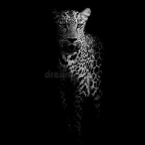 Close Up Leopard Portrait Stock Image Image Of Open 49171061