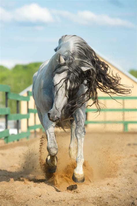 10 Most Expensive Horse Breeds In The World Artofit