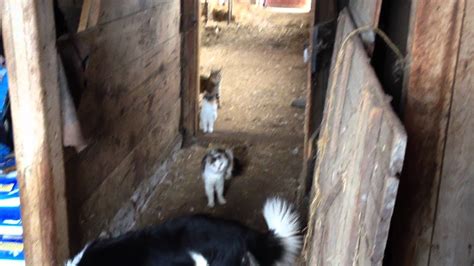 Feeding The Barn Cats Youtube