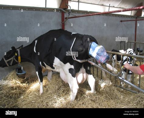 Cow Giving Birth Calf Stock Photos And Cow Giving Birth Calf Stock Images