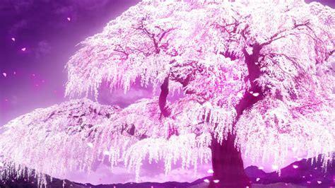 Anime Spring Trees Sky Nature Flowers Widescreen Wallpaper 1920x1080