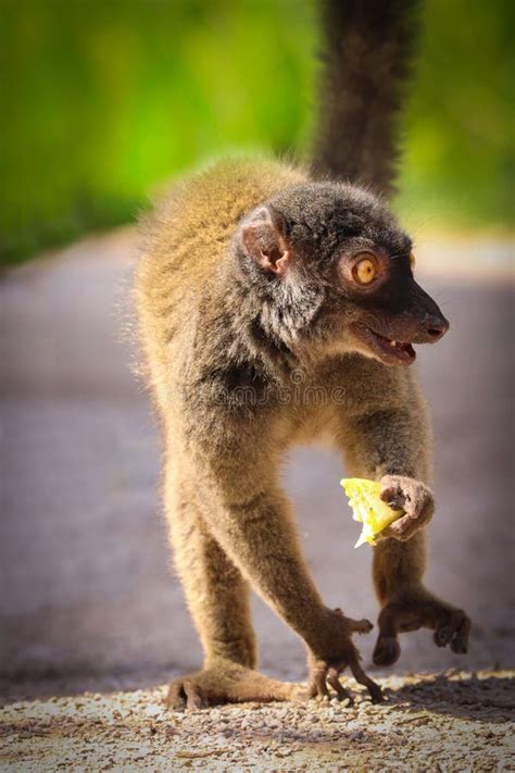 The Female White Headed Lemur Eulemur Albifrons With Food Stock Image