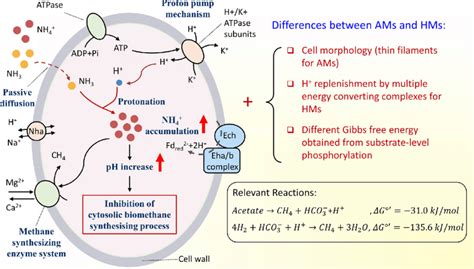 Mechanism Of Ammonia Toxicity On Ams And Hms Ams Acetoclastic