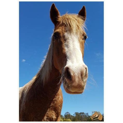Freckles Female Pony Horse In Nsw Petrescue