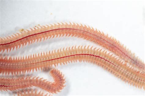Sand Worm Perinereis Sp Is The Same Species As Sea Worms Polychaete