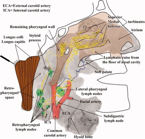 Lymphatic Drainage Of The Nasal Fossae And Nasopharynx Preliminary