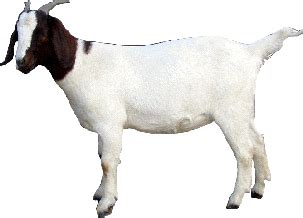 Goat-Download-PNG.png 303×218 pixels | Goats, Animals, Png
