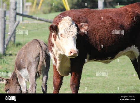 Hereford Cow And Donkey In A Small Enclosed Corral Stock Photo Alamy