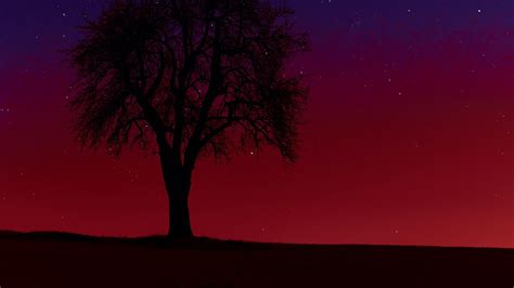 Wallpaper Tree Silhouette Sunset Stars Hd Picture Image