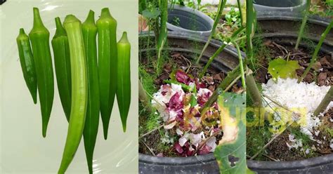 Okra is a flowering plant that has been originated in india and various english speaking countries. Guna Nasi Basi, Kulit Bawang Dan Kentang Untuk Buat ...