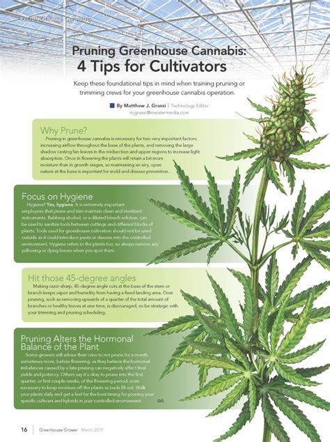 Infographic Greenhouse Cannabis Pruning 101 Greenhouse Grower
