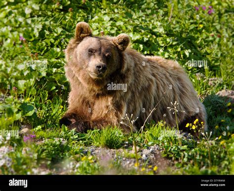 Grizzly Bear Ursus Arctos Horribilis Near Stony Dome Denali National