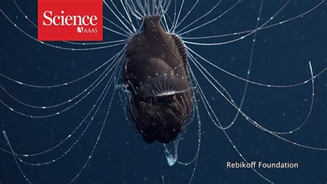 Please be patient with us as we work with our manufacturer to. Video: Deep sea anglerfish with parasitic male :: Wetpixel.com