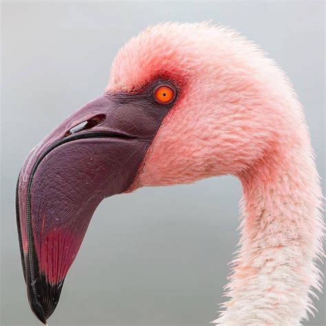 Flamingo Up Close Rpics