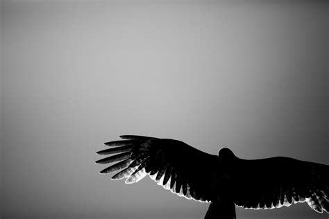 Free Images Silhouette Wing Black And White Animal Eagle