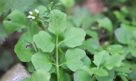 13 Lawn Weeds With Little White Flowers With Photos