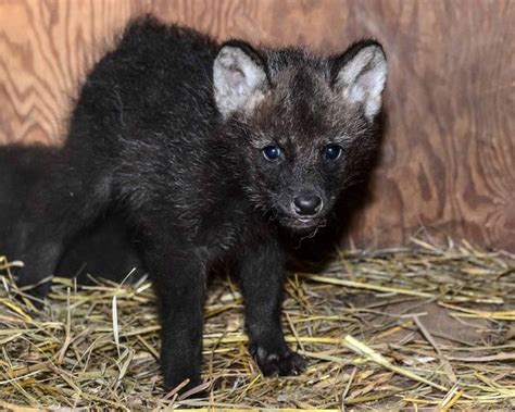Its Twin Maned Wolf Pups For The Smithsonian Institute Zooborns