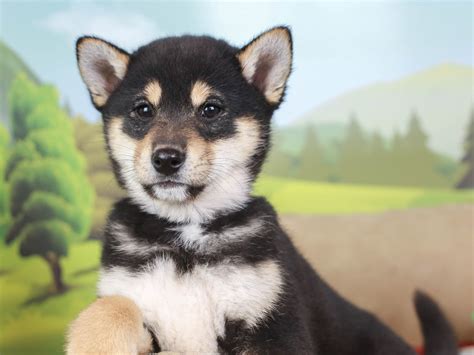 This Squishy Little Shiba Inu Puppy Is So Adorable Shiba Inus Are