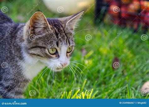 Gray And White Tabby Cat On Green Grass Stock Image Image Of Animal