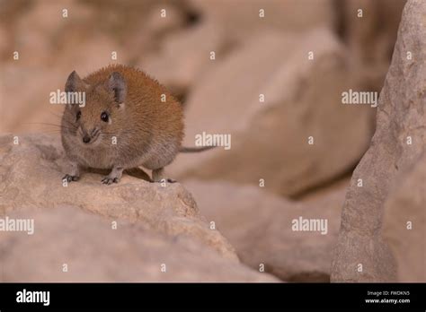 Golden Spiny Mouse Acomys Russatus Photographed In Israel In December