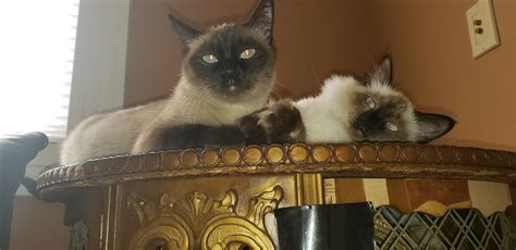 Balinese Cats For Sale Brooklyn Ny 312050 Petzlover