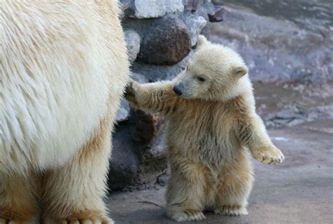 They're winter babies in every way, born november through january, usually in pairs. Polar Bear Cub - Animal Facts and Information