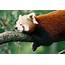 Animal Of The Week  Red Panda Wellington App