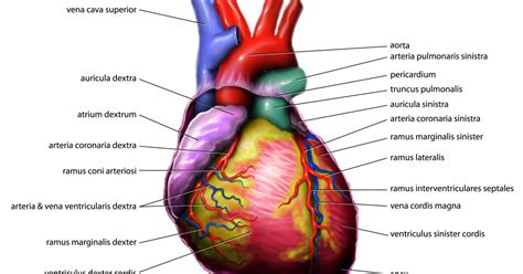 Los 15 Principales órganos Del Cuerpo Humano Y Sus Funciones