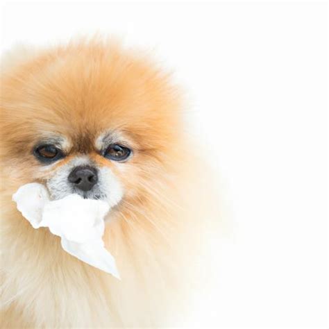 Pomeranian Health Issues Understanding Common Conditions And Concerns