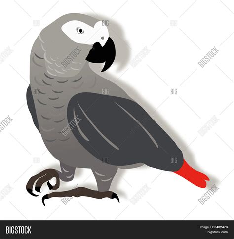 African grey parrot in cartoon style on white background. African Grey.Eps Stock Vector & Stock Photos | Bigstock