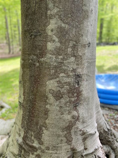 Please Help My Beech Is This Early Signs Of Beech Bark Disease Just