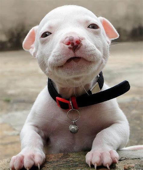 Cutest Pit Bull Ever Funny Dogs