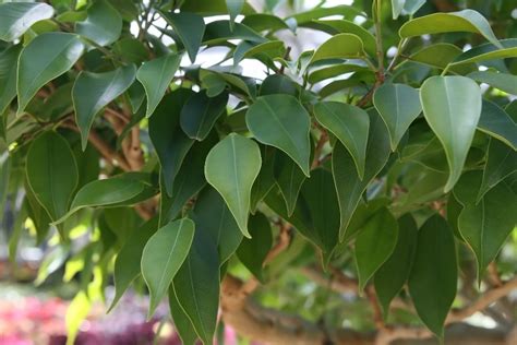 Why Is My Ficus Dropping Leaves Causes And Solutions Smart Garden Guide