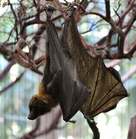 Rodrigues Fruit Bat San Diego Zoo Safari Park Escondido Flickr