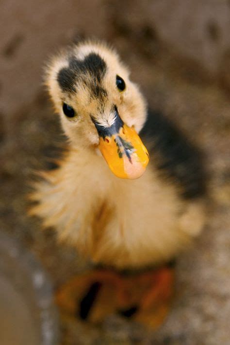 26 Cute Ducks Ideas Pet Birds Baby Ducks Animals Beautiful