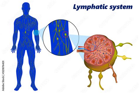 Human Lymphatic System Lymphoid System A Lymph Node Showing Afferent