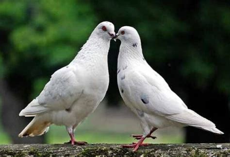 Cara Memilih Burung Merpati Dan Dara Terbaik, Beserta Gambar