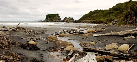 Free Images Beach Landscape Driftwood Sea Coast Nature Sand